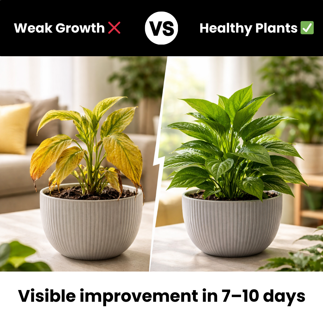 Complete Gardening Starter Kit for Home & Balcony Gardens | Budget Friendly Organics