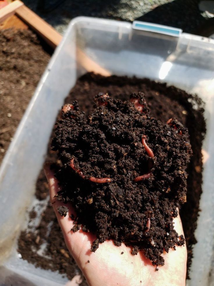 Hand holding soil with earthworms in a container